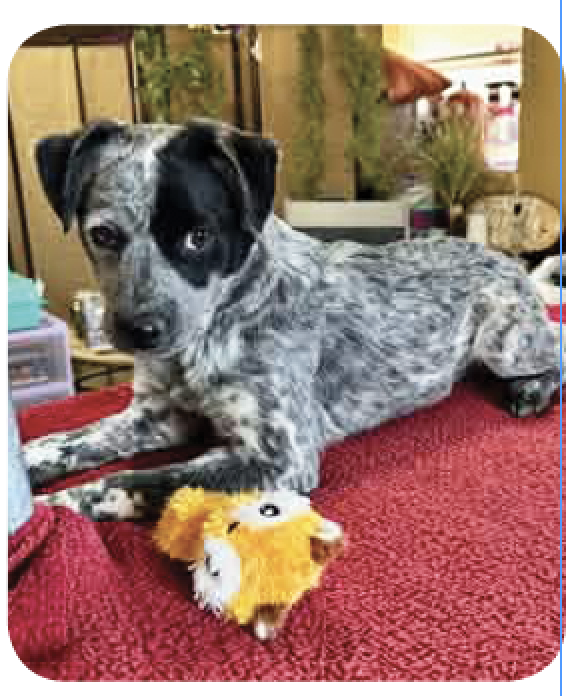 Meet BLUEY What a sweet girl!