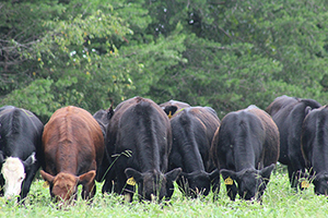 College Beefing Up Classes New Agriculture Program