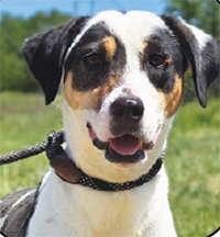 Meet DEMO 2 years old, female, 45 lbs.