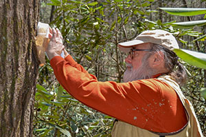 Saving Hemlocks organization conducts predator beetle release