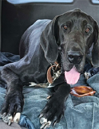 Meet INK 10 Months Old, Great Dane.