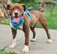 Meet IVY Female • Feist/Terrier Mix 