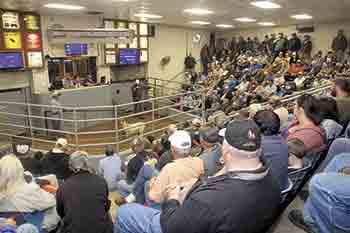 Cleveland County Agriculture and Livestock Exchange draws crowds