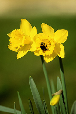  Extension Master GardenerSM Association of Cleveland County invites community to participate in Great Southewast Pollinator Census August 23-24