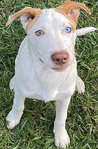 Meet NOODLE Male • 5 Months Old • 34 Lbs 