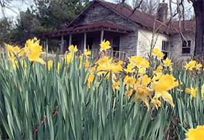 Buttercups in bloom at an old home west of Boiling Springs.  Photo by Jeff Melto