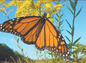 Monarch butterflies migrate North