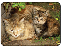 Cleveland County Centralizes Community Cat Program to Maximize Public Safety and Fiscal Responsibility