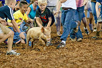 Let’s RODEO... POLKVILLE!