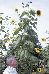 Tallest Sunflower In Shelby?