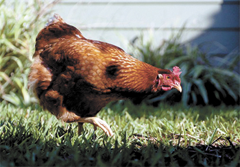 RAISING BACKYARD CHICKENS...