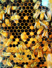 Environment North Carolina creating a buzz about bees across the state