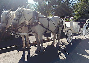 The horse team of Crissy and Slim will be pulling the carriage for the Uptown Shelby Valentine's Eve rides around  the square. 